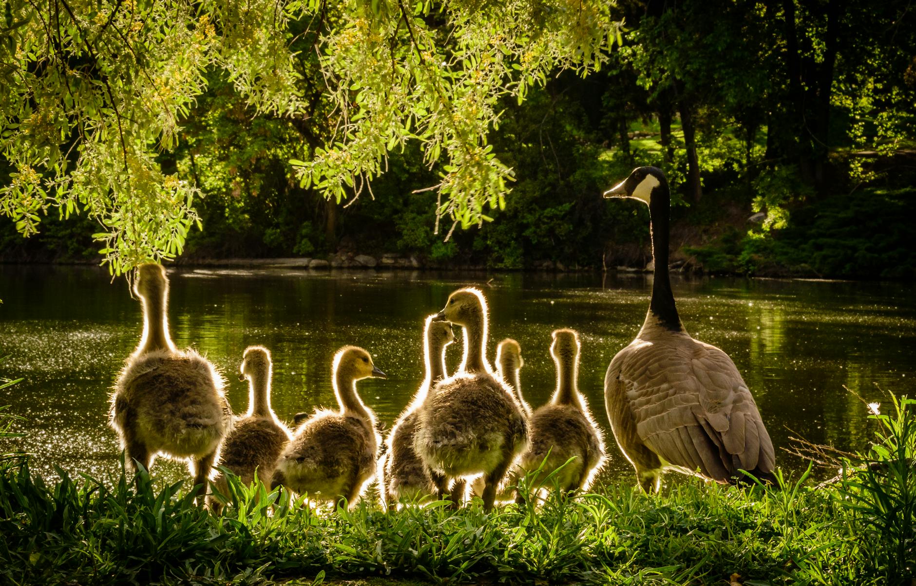 ducks near body of water