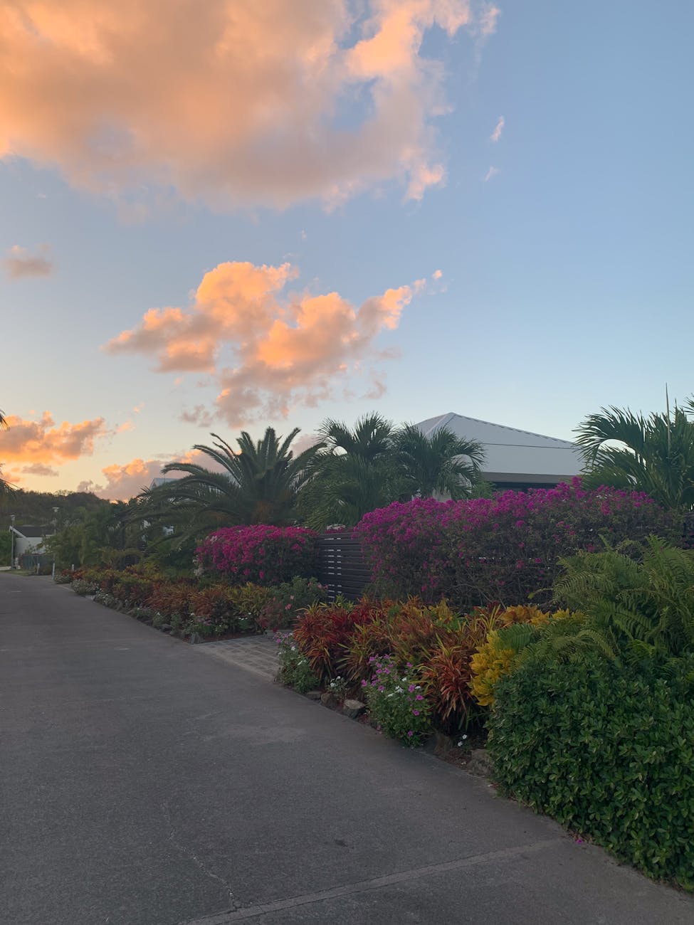 tropical garden around the house