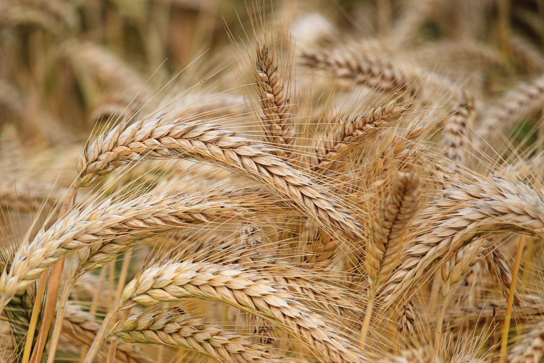Beyond Gold and Silver: The Commodity Bull Market Is Broadening